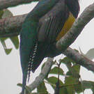 Trogon violacé