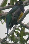 Trogon violacé