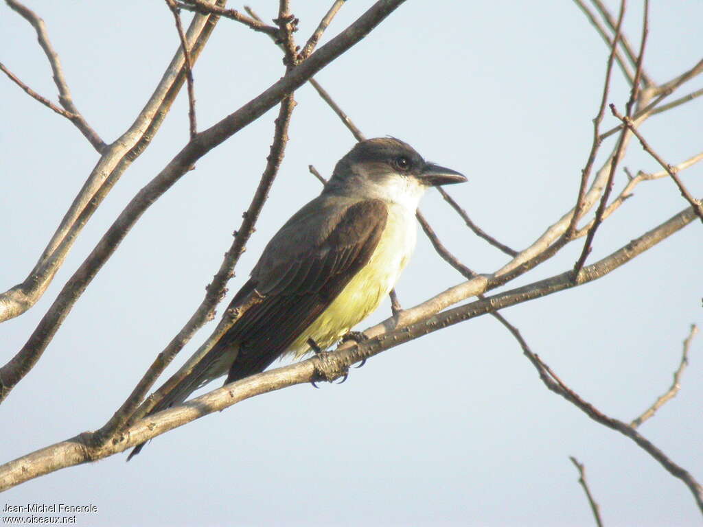 Thick-billed Kingbird