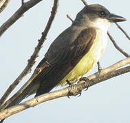 Thick-billed Kingbird