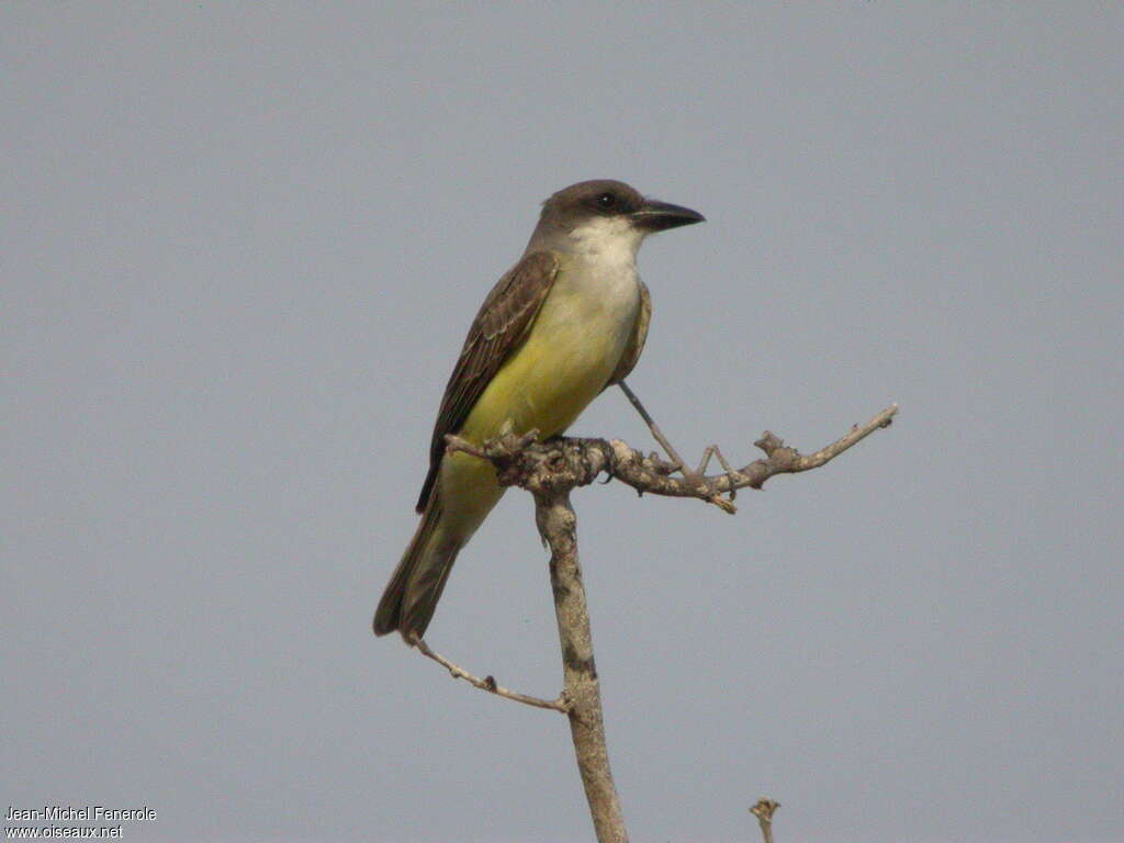 Thick-billed Kingbird