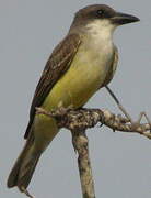 Thick-billed Kingbird