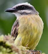 Golden-crowned Flycatcher