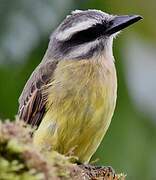 Golden-crowned Flycatcher