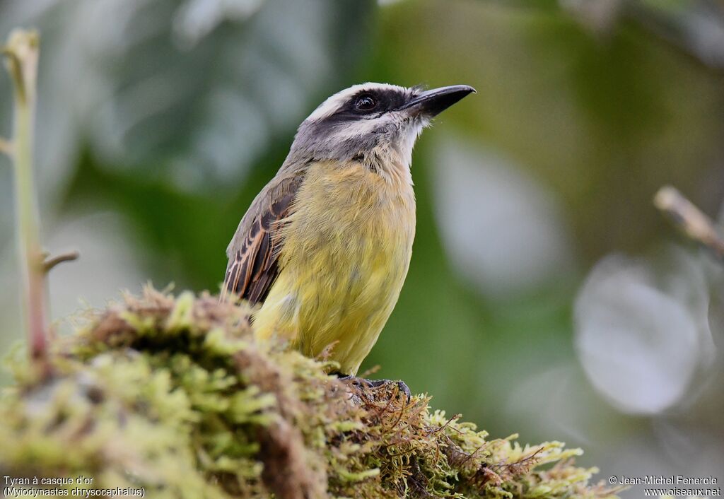 Golden-crowned Flycatcher