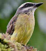 Golden-crowned Flycatcher