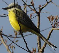 White-throated Kingbird