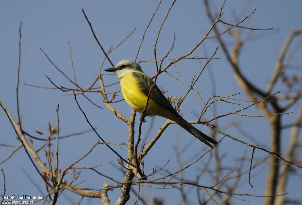 White-throated Kingbirdadult