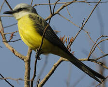 White-throated Kingbird