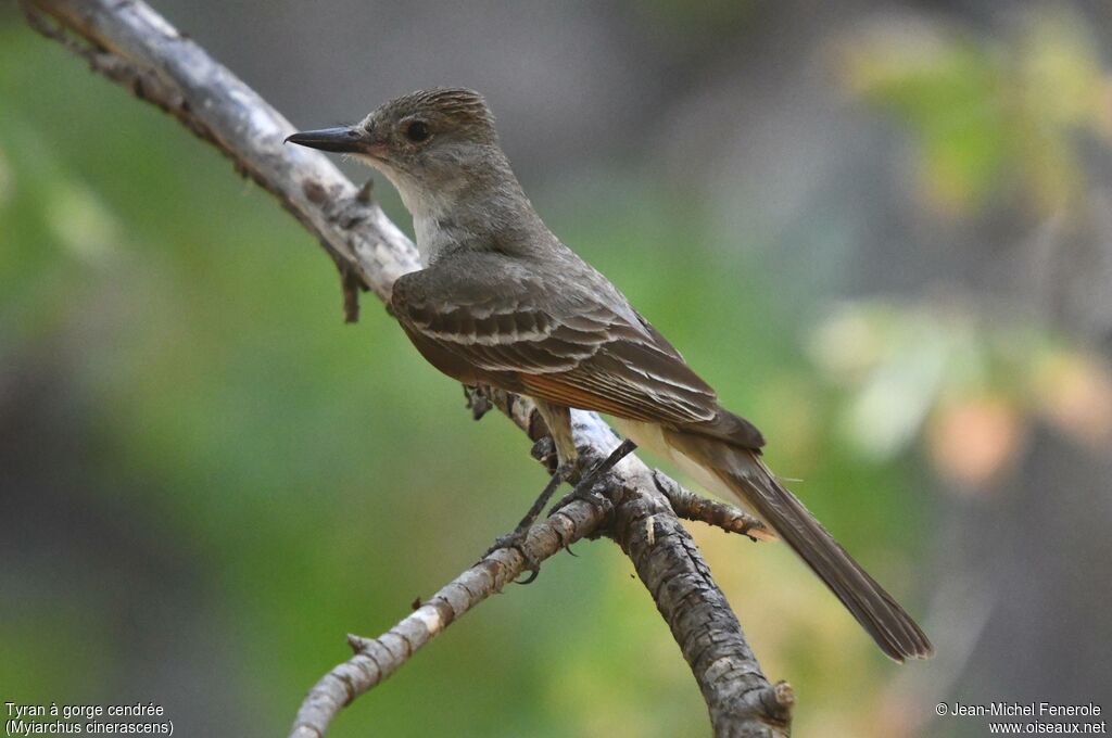 Ash-throated Flycatcher