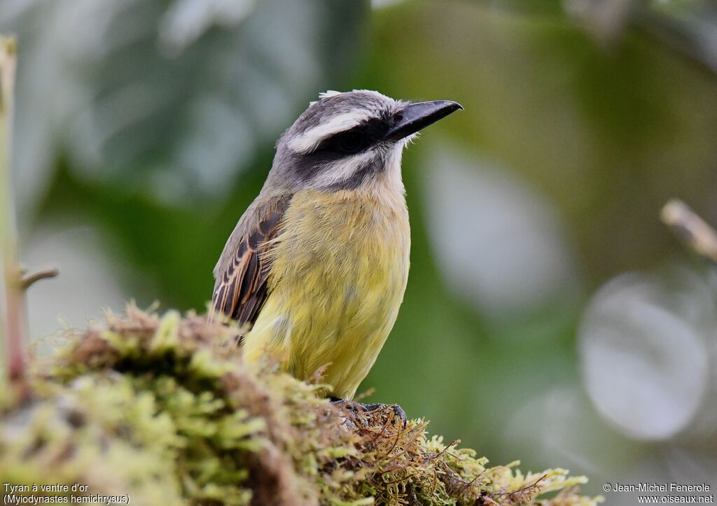 Golden-bellied Flycatcher