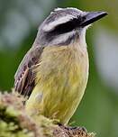 Tyran à ventre d'or