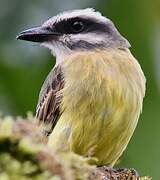 Golden-bellied Flycatcher