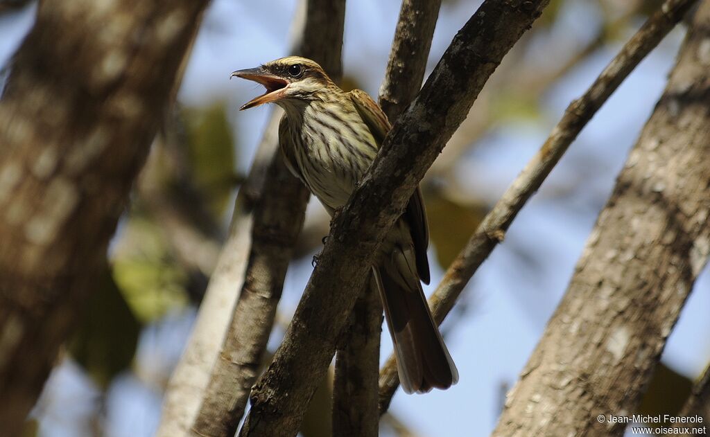 Streaked Flycatcher