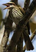 Streaked Flycatcher