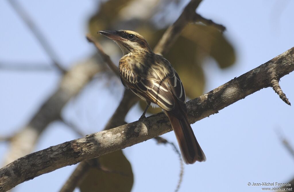 Streaked Flycatcher