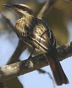 Streaked Flycatcher