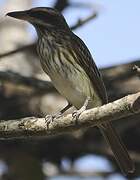 Streaked Flycatcher