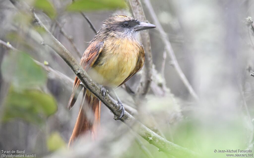 Baird's Flycatcher