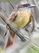 Baird's Flycatcher