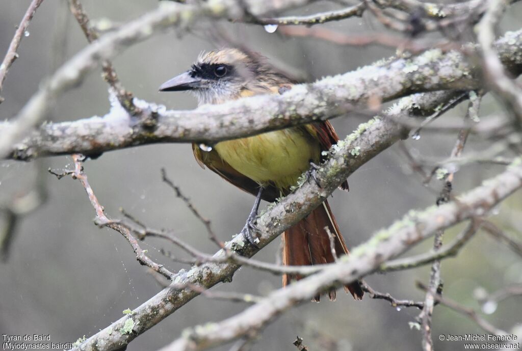 Baird's Flycatcher