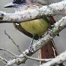 Tyran de Baird