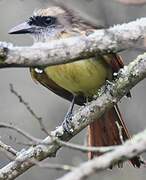 Baird's Flycatcher