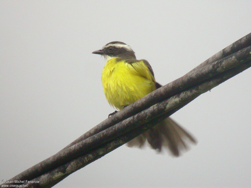 Rusty-margined Flycatcher