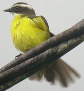 Rusty-margined Flycatcher