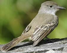 La Sagra's Flycatcher