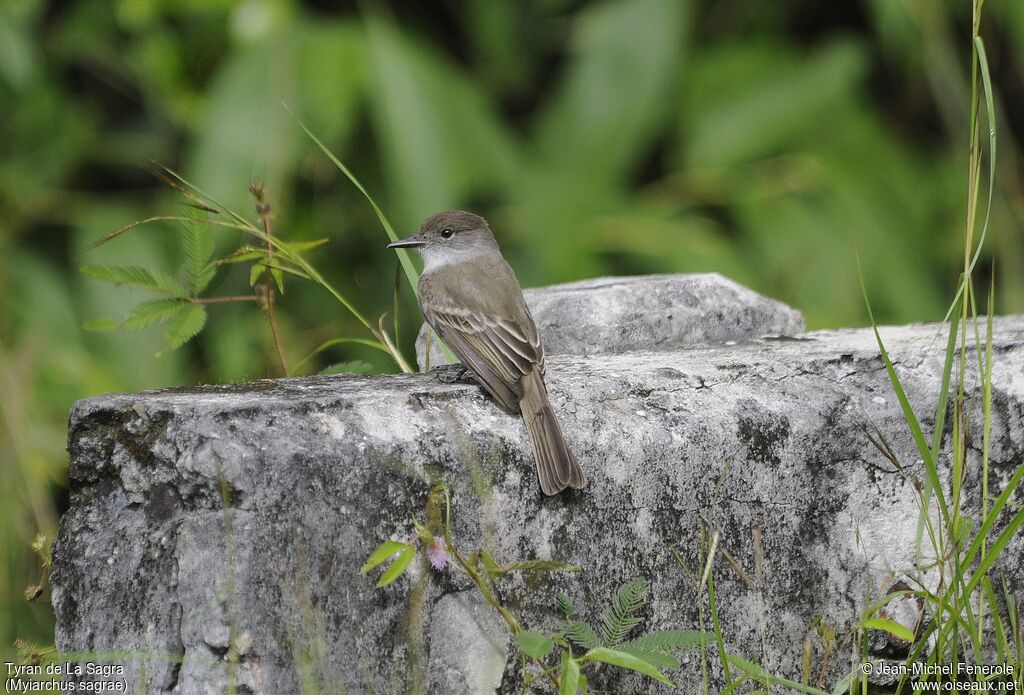 La Sagra's Flycatcher