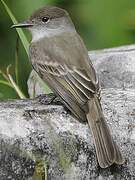 La Sagra's Flycatcher