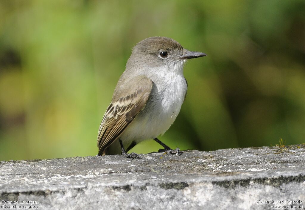 La Sagra's Flycatcher