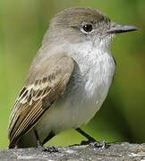 La Sagra's Flycatcher