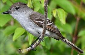 La Sagra's Flycatcher