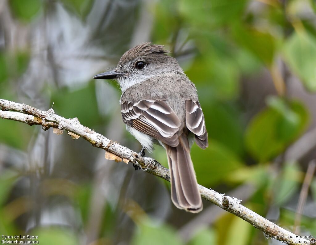 La Sagra's Flycatcher