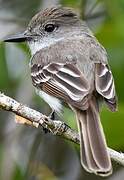 La Sagra's Flycatcher