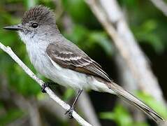 La Sagra's Flycatcher