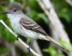 La Sagra's Flycatcher