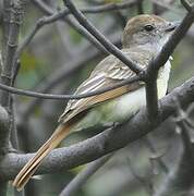 Nutting's Flycatcher