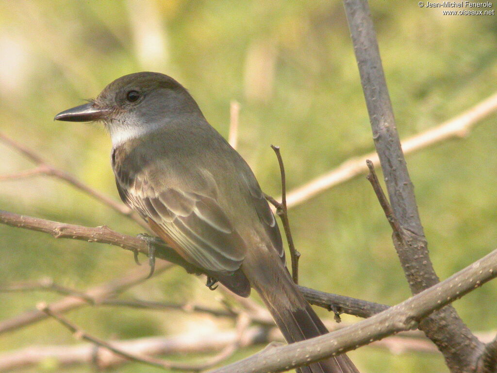 Brown-crested Flycatcher