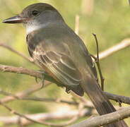 Brown-crested Flycatcher