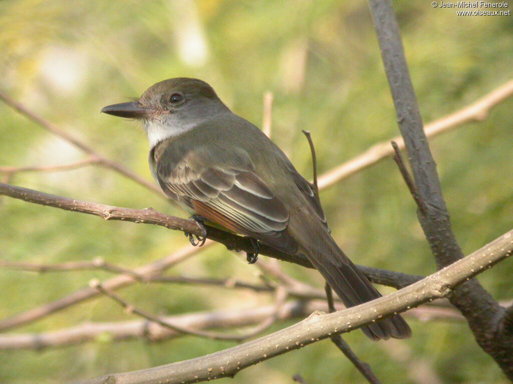 Brown-crested Flycatcher