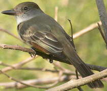 Brown-crested Flycatcher