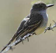 Brown-crested Flycatcher