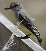 Brown-crested Flycatcher