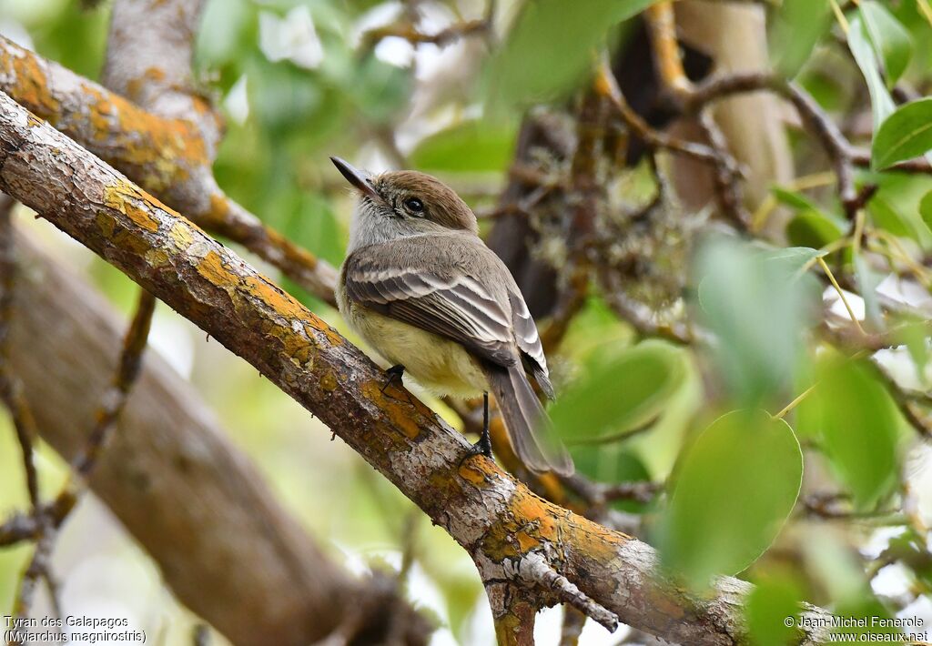 Tyran des Galapagos