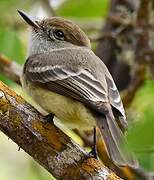 Galapagos Flycatcher