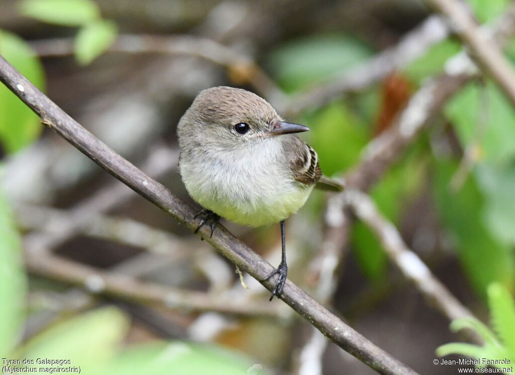 Galapagos Flycatcher