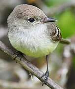 Galapagos Flycatcher